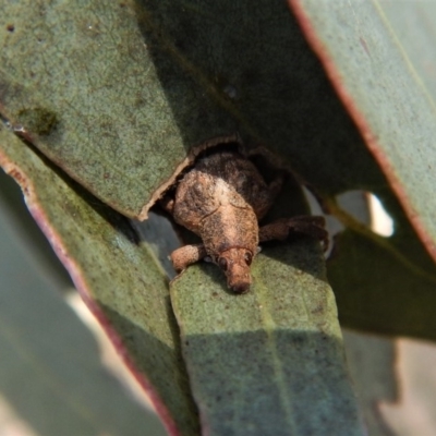 Gonipterus sp. (genus) (Eucalyptus Weevil) at Mount Painter - 2 Jul 2018 by CathB