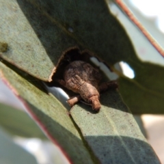 Gonipterus sp. (genus) at Cook, ACT - 2 Jul 2018 02:44 PM