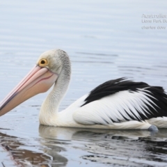 Pelecanus conspicillatus (Australian Pelican) at Wairo Beach and Dolphin Point - 22 Jul 2015 by Charles Dove