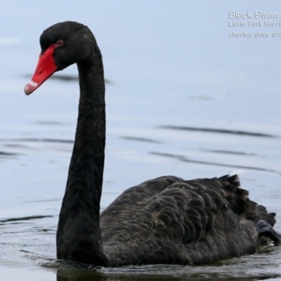Cygnus atratus (Black Swan) at Wairo Beach and Dolphin Point - 22 Jul 2015 by Charles Dove