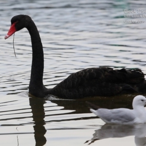 Cygnus atratus at Burrill Lake, NSW - 23 Jul 2015 12:00 AM