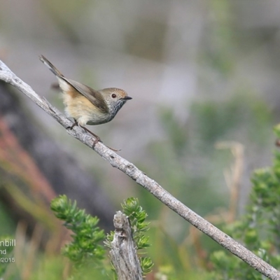 Acanthiza pusilla (Brown Thornbill) at Coomee Nulunga Cultural Walking Track - 20 Jul 2015 by Charles Dove
