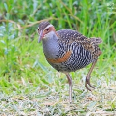 Gallirallus philippensis (Buff-banded Rail) at Burrill Lake, NSW - 22 Jul 2015 by CharlesDove