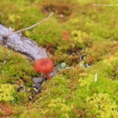 Unverified Fungus - 21 Jul 2015 by CharlesDove