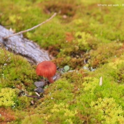 Unidentified Fungus - 21 Jul 2015 by CharlesDove