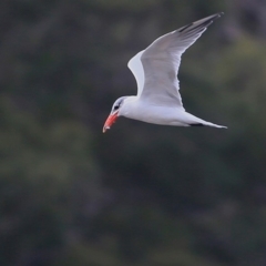 Hydroprogne caspia (Caspian Tern) at Burrill Lake, NSW - 20 Jul 2015 by Charles Dove