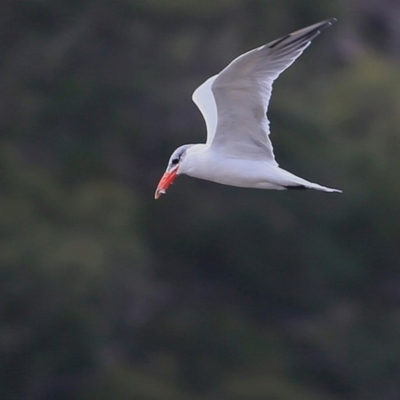 Hydroprogne caspia (Caspian Tern) at Burrill Lake, NSW - 20 Jul 2015 by Charles Dove