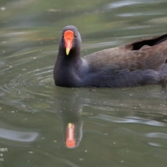 Gallinula tenebrosa (Dusky Moorhen) at Nowra, NSW - 23 Jul 2015 by CharlesDove