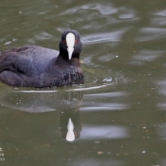 Fulica atra (Eurasian Coot) at Nowra, NSW - 22 Jul 2015 by CharlesDove