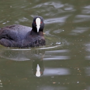 Fulica atra at Nowra, NSW - 23 Jul 2015