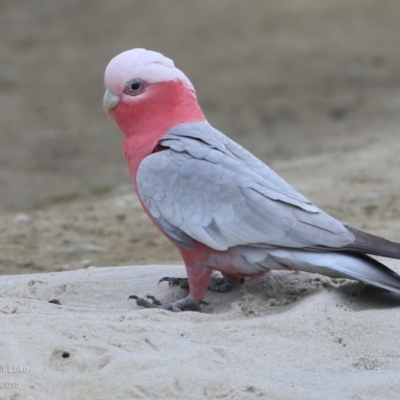 Eolophus roseicapilla (Galah) at Wairo Beach and Dolphin Point - 22 Jul 2015 by Charles Dove