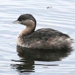 Poliocephalus poliocephalus (Hoary-headed Grebe) at Burrill Lake, NSW - 22 Jul 2015 by CharlesDove