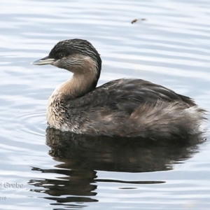 Poliocephalus poliocephalus at Burrill Lake, NSW - 22 Jul 2015