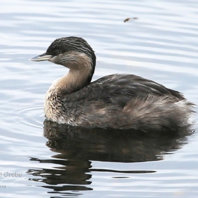 Poliocephalus poliocephalus (Hoary-headed Grebe) at Burrill Lake, NSW - 21 Jul 2015 by Charles Dove