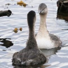 Poliocephalus poliocephalus at Burrill Lake, NSW - 22 Jul 2015