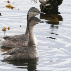 Poliocephalus poliocephalus at Burrill Lake, NSW - 22 Jul 2015