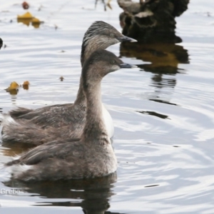 Poliocephalus poliocephalus at Burrill Lake, NSW - 22 Jul 2015 12:00 AM