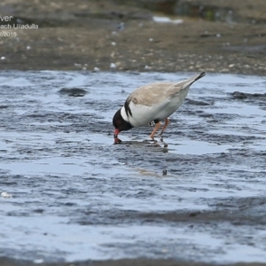 Charadrius rubricollis at suppressed - 23 Jul 2015