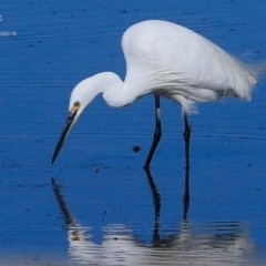 Egretta garzetta (Little Egret) at Burrill Lake, NSW - 20 Jul 2015 by Charles Dove