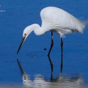 Egretta garzetta at Burrill Lake, NSW - 21 Jul 2015