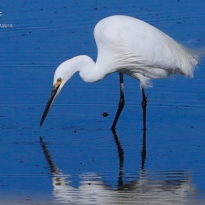 Egretta garzetta (Little Egret) at Burrill Lake, NSW - 21 Jul 2015 by CharlesDove