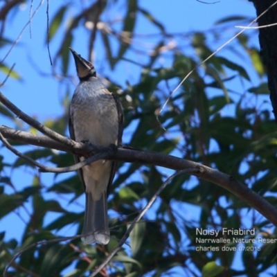 Philemon corniculatus (Noisy Friarbird) at Garrads Reserve Narrawallee - 23 Jul 2015 by Charles Dove