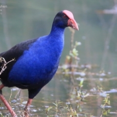 Porphyrio melanotus (Australasian Swamphen) at Nowra, NSW - 22 Jul 2015 by CharlesDove