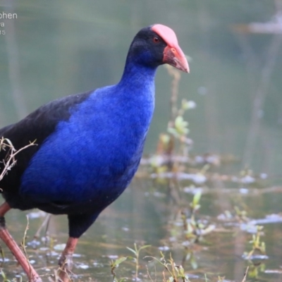 Porphyrio melanotus (Australasian Swamphen) at Nowra, NSW - 22 Jul 2015 by CharlesDove