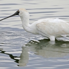 Platalea regia (Royal Spoonbill) at Burrill Lake, NSW - 21 Jul 2015 by Charles Dove