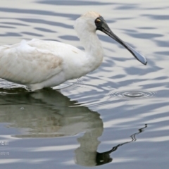 Platalea regia at Burrill Lake, NSW - 22 Jul 2015