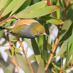 Zosterops lateralis (Silvereye) at Coomee Nulunga Cultural Walking Track - 20 Jul 2015 by Charles Dove