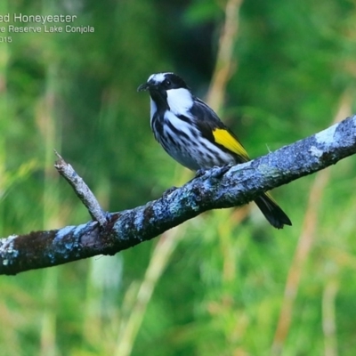 Phylidonyris niger (White-cheeked Honeyeater) at Garrads Reserve Narrawallee - 20 Jul 2015 by CharlesDove