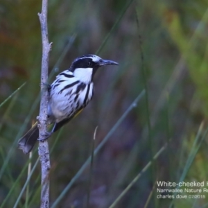 Phylidonyris niger at Narrawallee Foreshore and Reserves Bushcare Group - 21 Jul 2015 12:00 AM