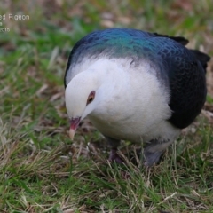 Columba leucomela (White-headed Pigeon) at Nowra, NSW - 22 Jul 2015 by Charles Dove