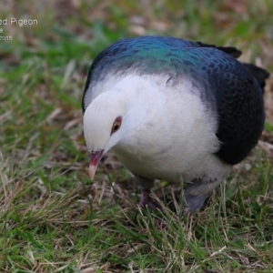 Columba leucomela at Nowra, NSW - 23 Jul 2015