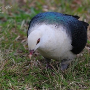 Columba leucomela at Nowra, NSW - 23 Jul 2015 12:00 AM