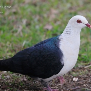 Columba leucomela at Nowra, NSW - 23 Jul 2015