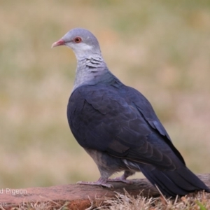 Columba leucomela at Nowra, NSW - 23 Jul 2015