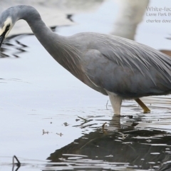 Egretta novaehollandiae (White-faced Heron) at Burrill Lake, NSW - 20 Jul 2015 by Charles Dove