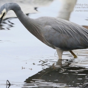 Egretta novaehollandiae at Burrill Lake, NSW - 21 Jul 2015 12:00 AM