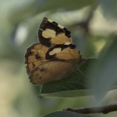 Heteronympha merope (Common Brown Butterfly) at Higgins, ACT - 2 Mar 2018 by Alison Milton