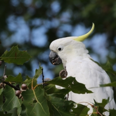 Cacatua galerita (Sulphur-crested Cockatoo) at Amaroo, ACT - 1 Mar 2018 by Alison Milton