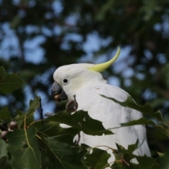 Cacatua galerita at Amaroo, ACT - 2 Mar 2018