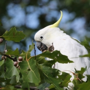 Cacatua galerita at Amaroo, ACT - 2 Mar 2018