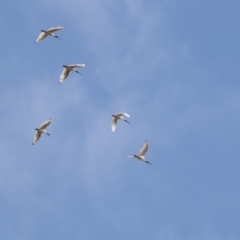 Threskiornis molucca (Australian White Ibis) at Amaroo, ACT - 1 Mar 2018 by Alison Milton