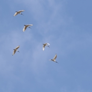 Threskiornis molucca at Amaroo, ACT - 2 Mar 2018 10:49 AM