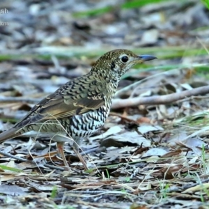 Zoothera lunulata at Meroo National Park - 10 Jul 2015 12:00 AM