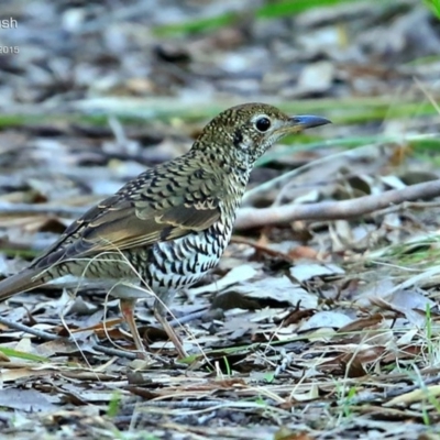 Zoothera lunulata (Bassian Thrush) at Meroo National Park - 10 Jul 2015 by CharlesDove