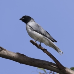 Coracina novaehollandiae (Black-faced Cuckooshrike) at Yerrabi Pond - 1 Mar 2018 by Alison Milton