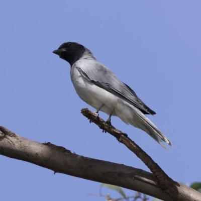 Coracina novaehollandiae (Black-faced Cuckooshrike) at Yerrabi Pond - 1 Mar 2018 by Alison Milton